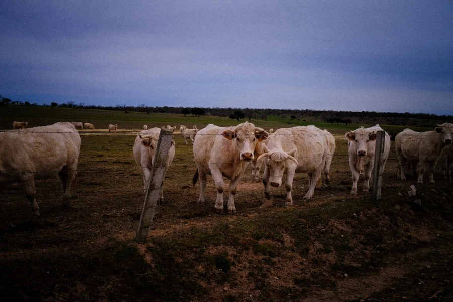 “De pueblo” exposición fotográfica