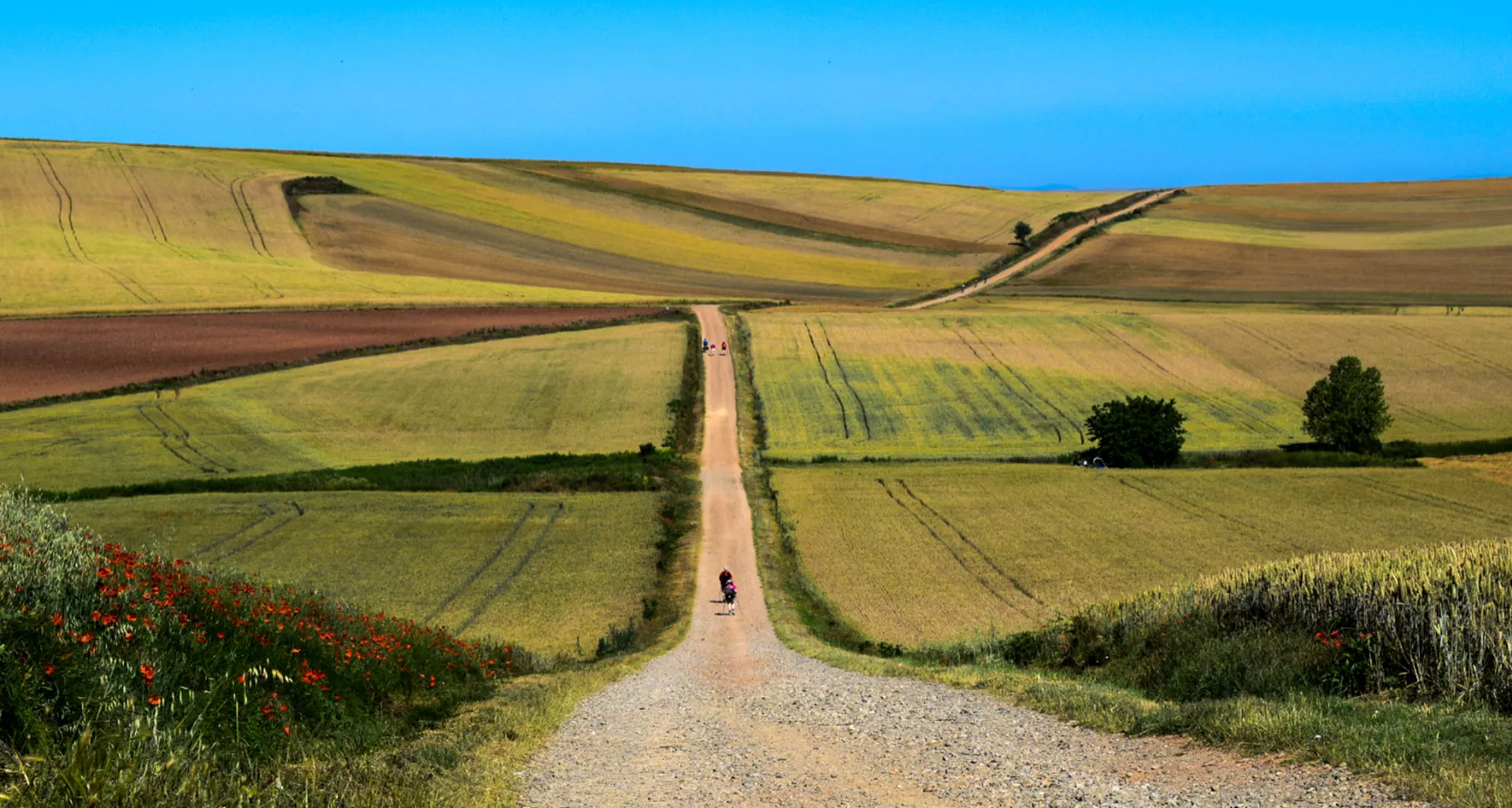 Pilgrim on a straight path between cereal fields