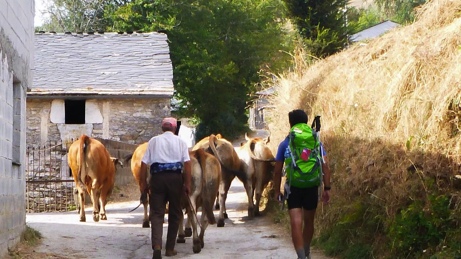 Pilgrim walking beside some cows through a slate village