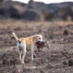 Campaña de acción contra las especies exóticas invasoras en Zamora