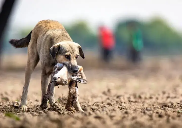 3especies-invasoras_11zon