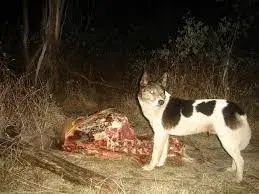 4especies-invasoras_11zon