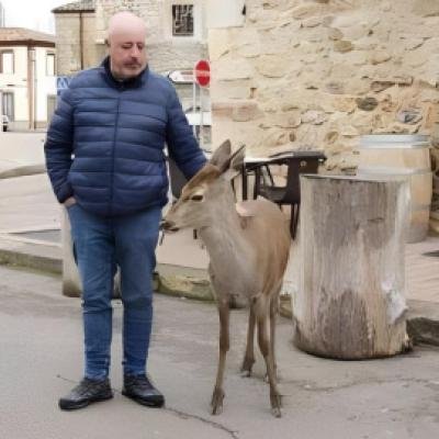 Solicitan una solución excepcional para Pepa, la cierva que se niega a separarse de Javier