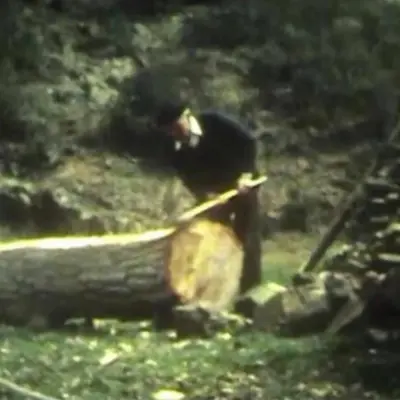 Aprovechamiento del álamo alistano