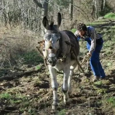 La albarda y la collera