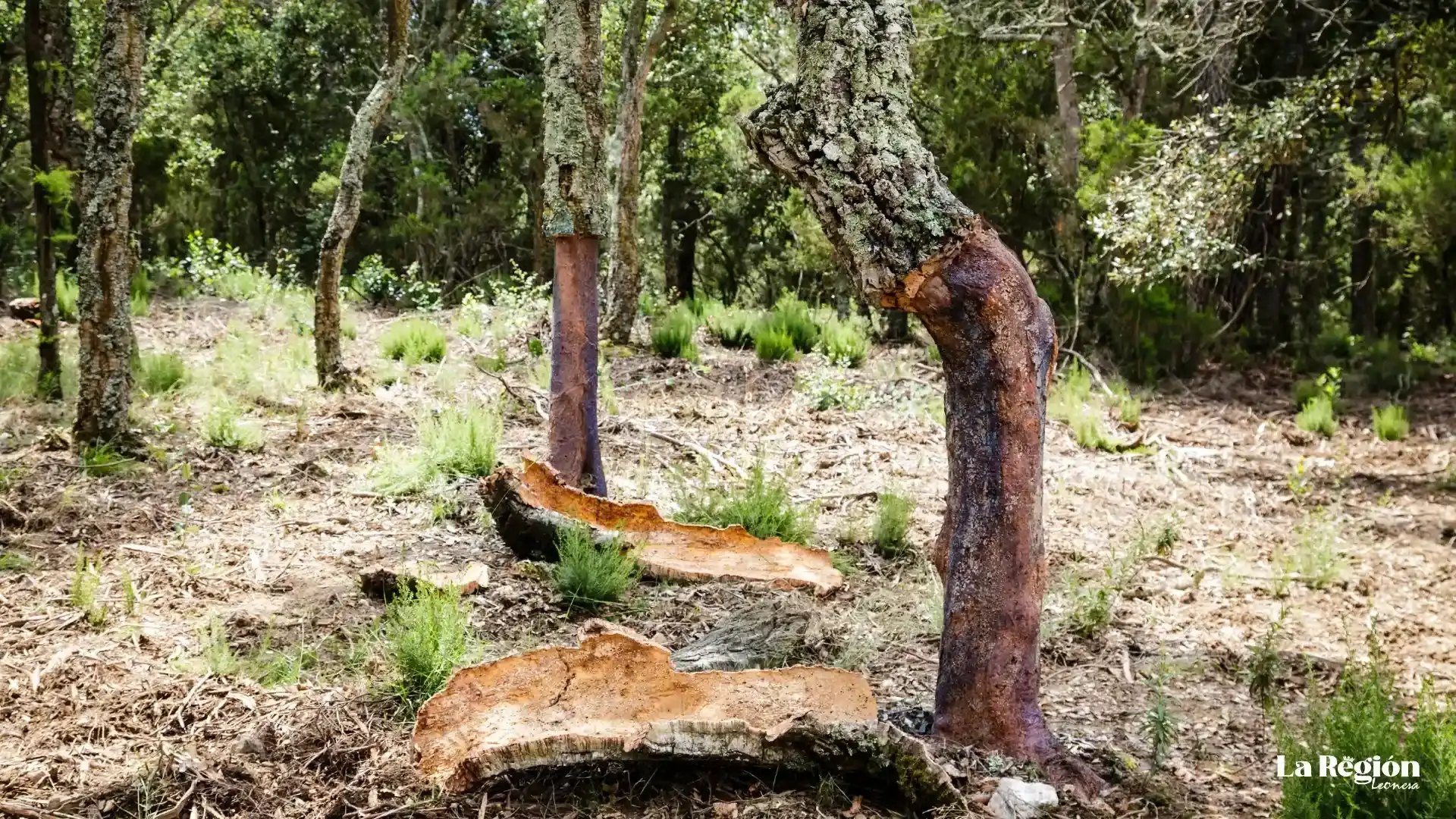 alcornoque-galeria-1