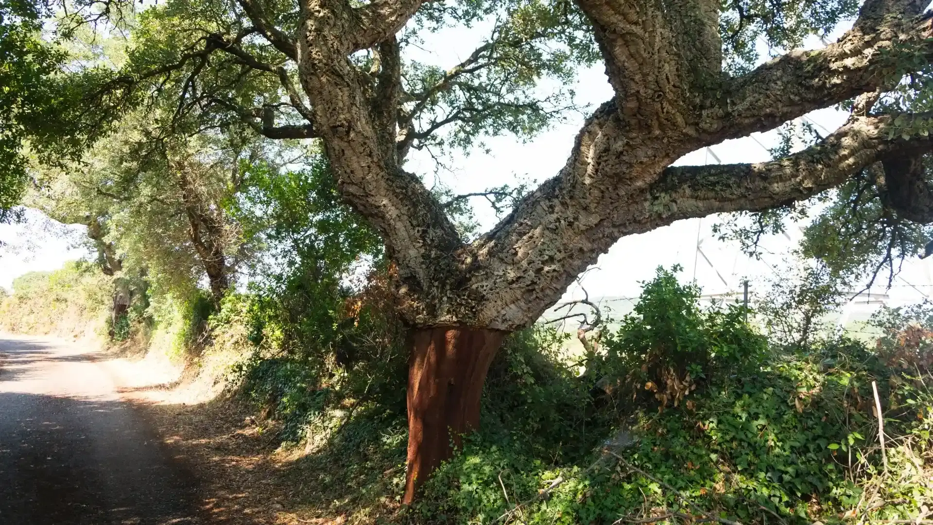 alcornoque-galeria-2