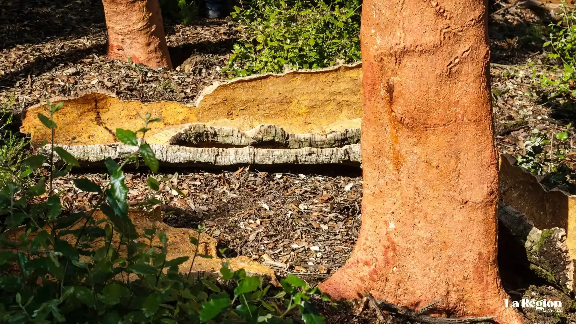 alcornoque-galeria-4