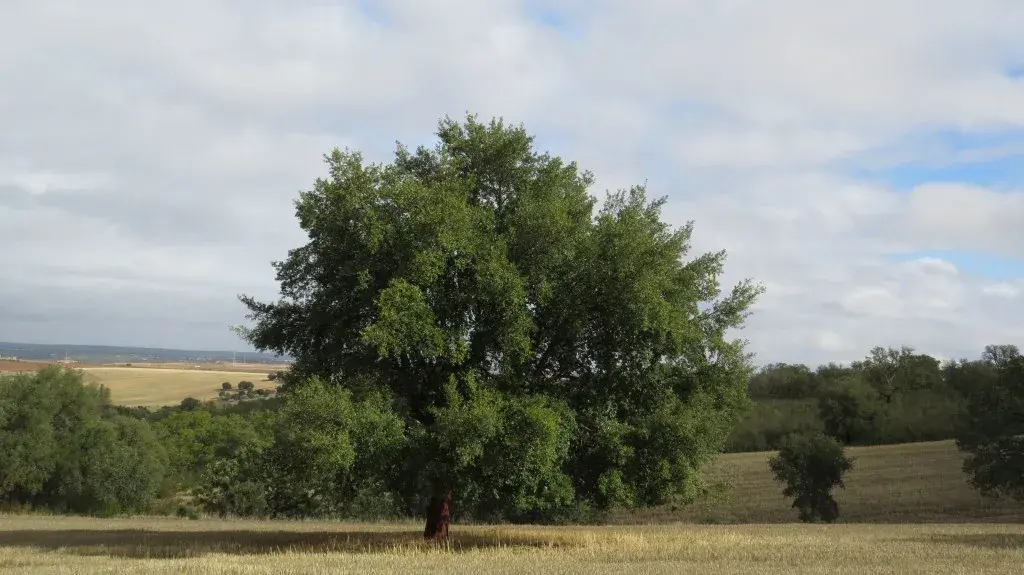 alcornoque-zamora