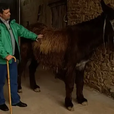 Asno zamorano - leonés. Características de esta raza en extinción