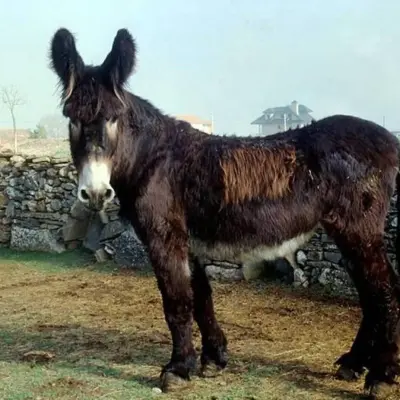 El Asno Zamorano-Leonés, animal autóctono en extinción