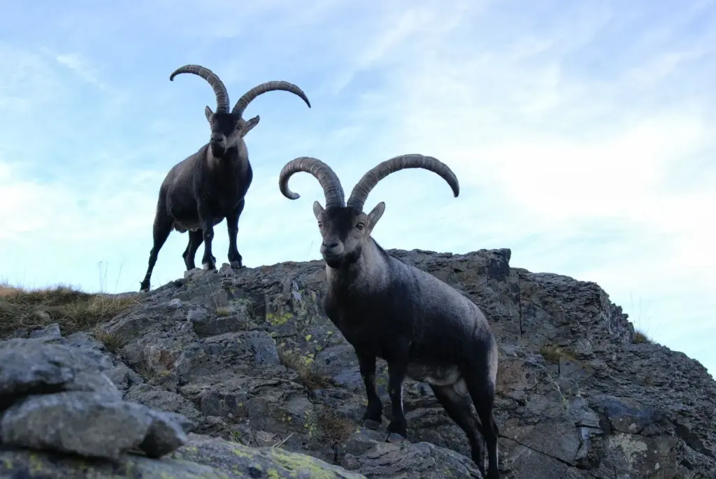Investigado por decapitar un macho de cabra montés en Lagunilla tras una cacería ilegal