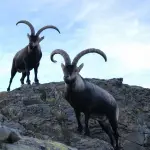 Investigado por decapitar un macho de cabra montés en Lagunilla tras una cacería ilegal