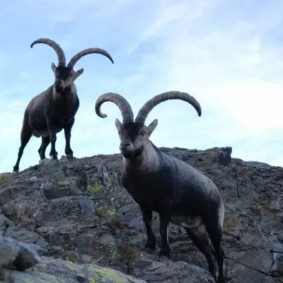 Investigado por decapitar un macho de cabra montés en Lagunilla tras una cacería ilegal
