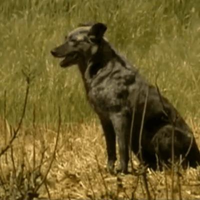 Carea leonés. Documental