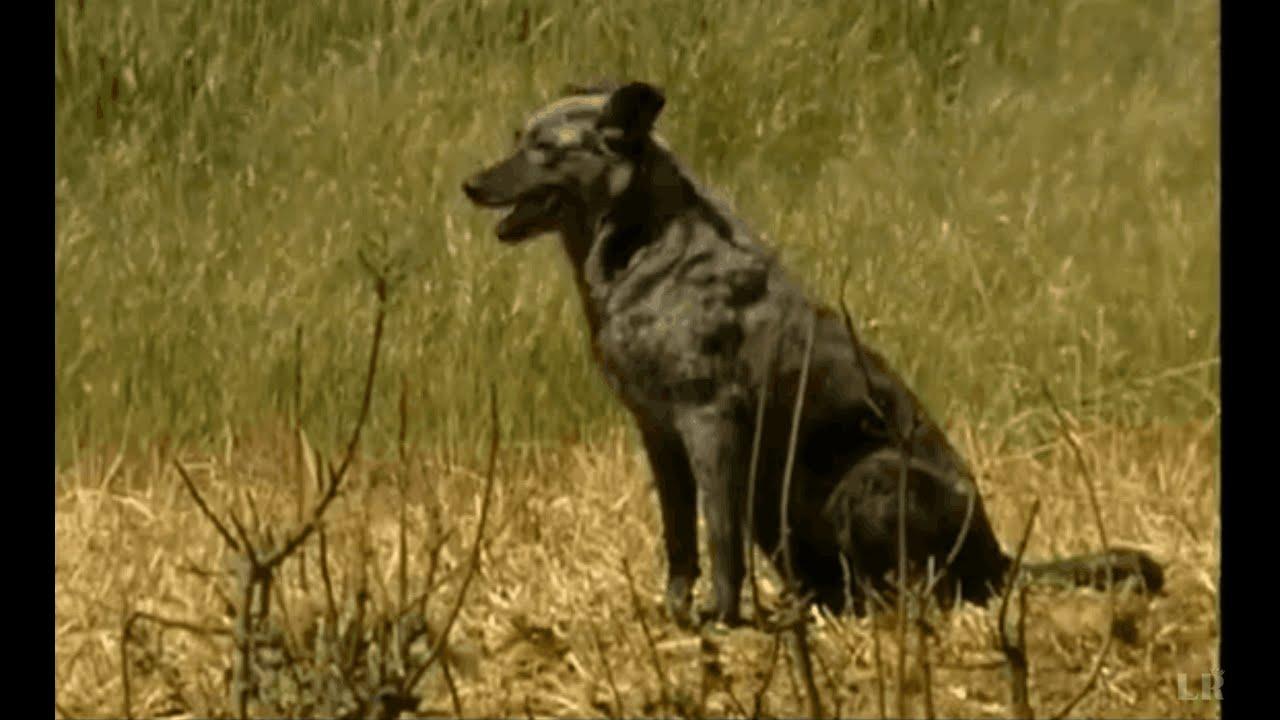 Carea leonés. Documental