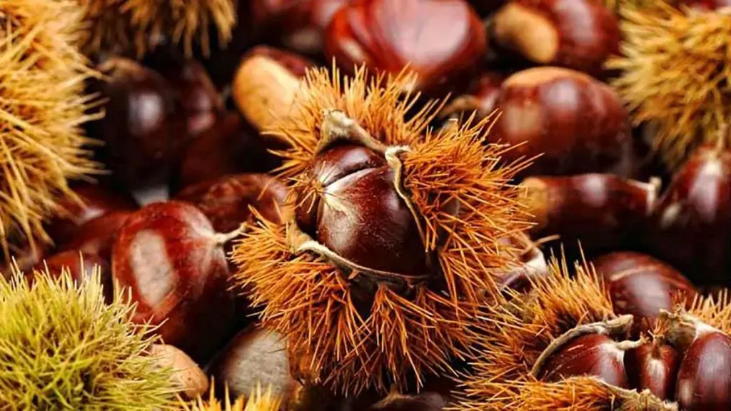 En tiempo de castañas