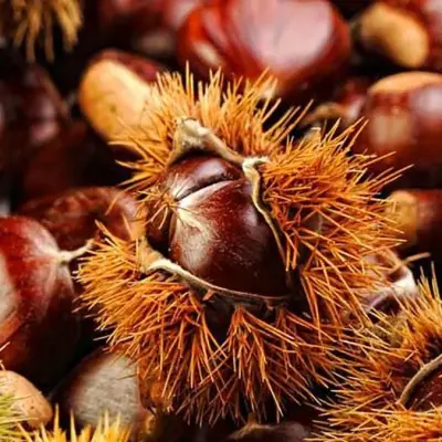 En tiempo de castañas