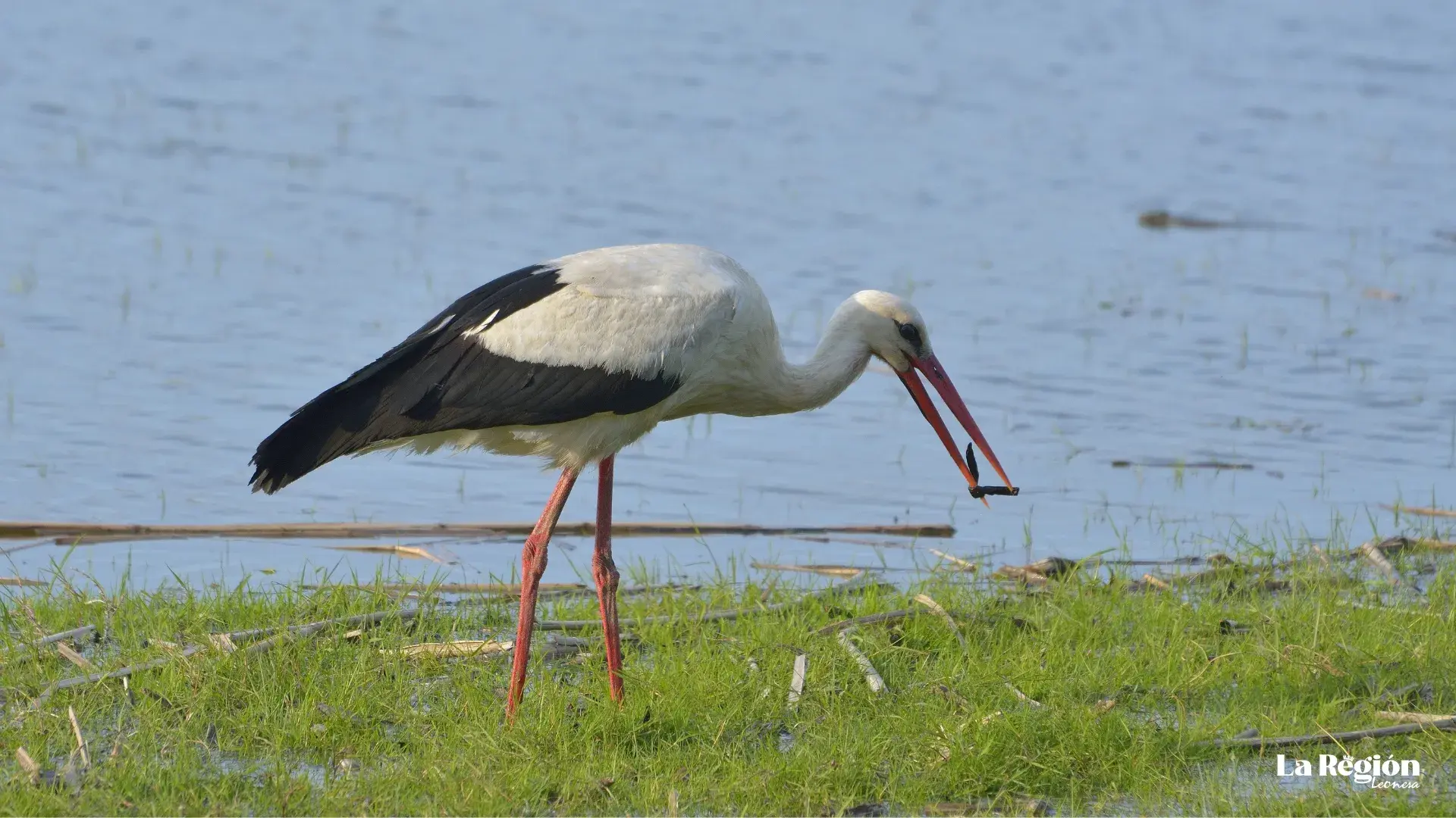 ciconia-1