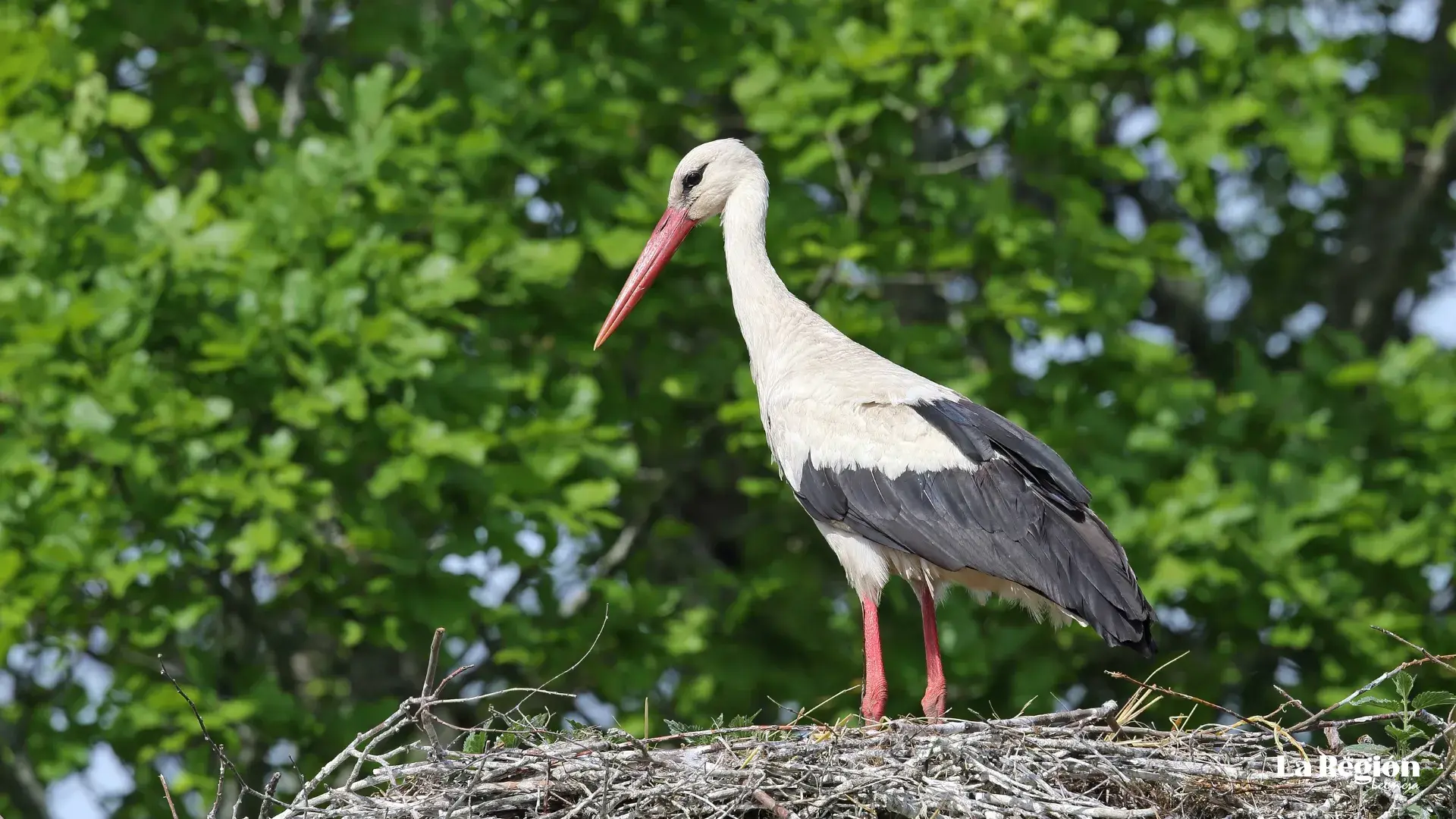 ciconia-2