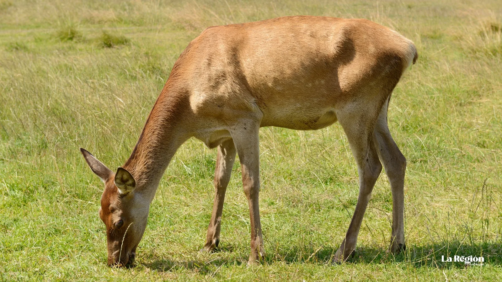 Una hembra pastando; a diferencia de los machos, no desarrolla cuerna