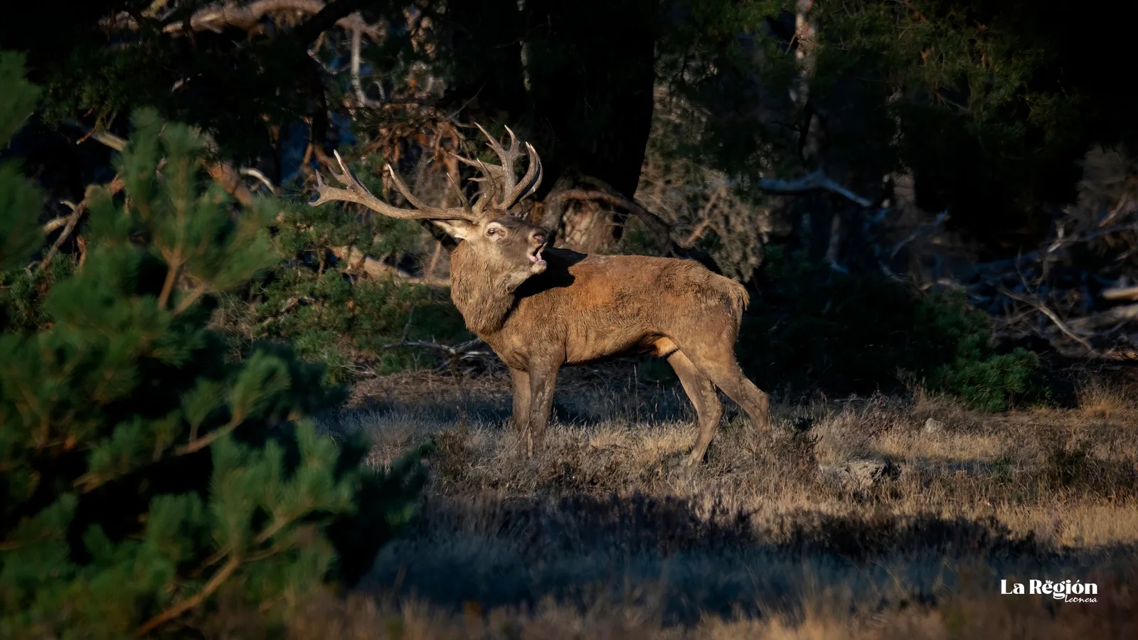 Un macho bramando al atardecer, en plena berrea