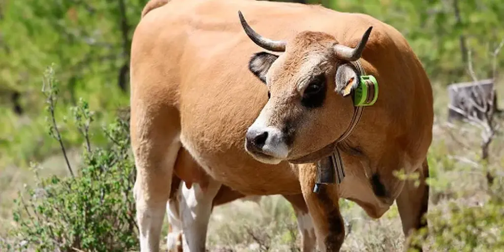La Diputación de Zamora refuerza su apoyo económico a la ganadería autóctona