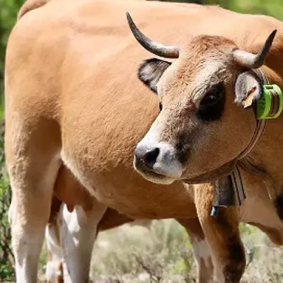 La Diputación de Zamora refuerza su apoyo económico a la ganadería autóctona