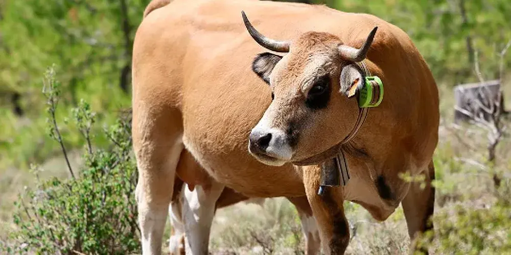 La Diputación de Zamora refuerza su apoyo económico a la ganadería autóctona