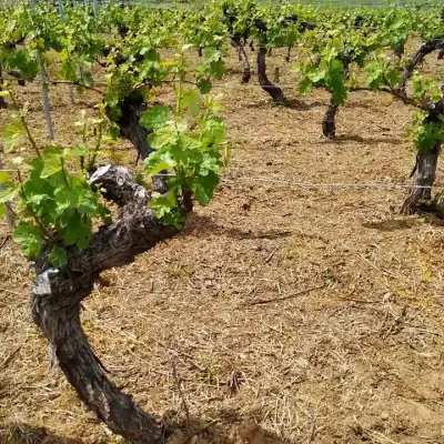 Bercianismo: la hora de la encrucijada