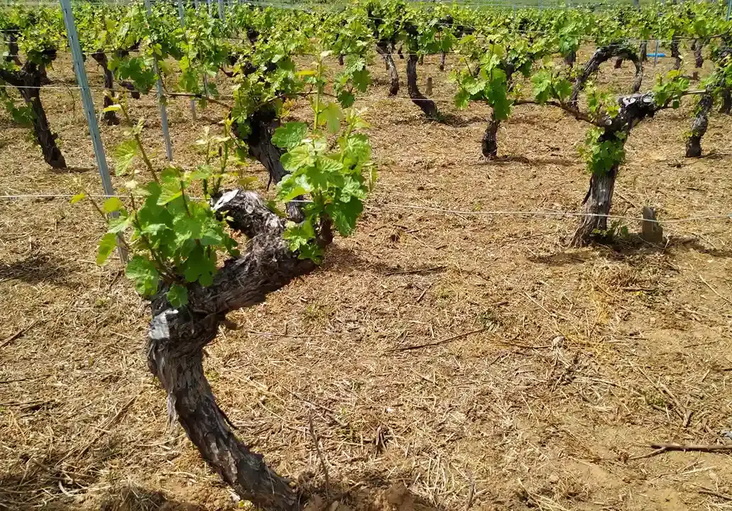 Bercianismo: la hora de la encrucijada