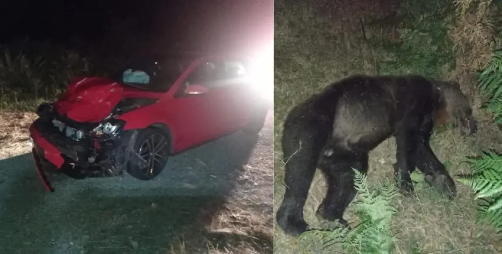 Muere una osa atropellada en Villablino y ya son trece