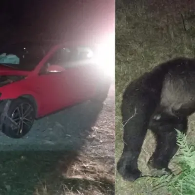 Muere una osa atropellada en Villablino y ya son trece