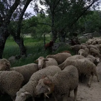 La influencia de la trashumancia en el dialectismo leonés de la provincia de Salamanca