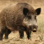 El TSJCyL anula el Plan de Gestión del Jabalí tras el recurso de Ecologistas en Acción