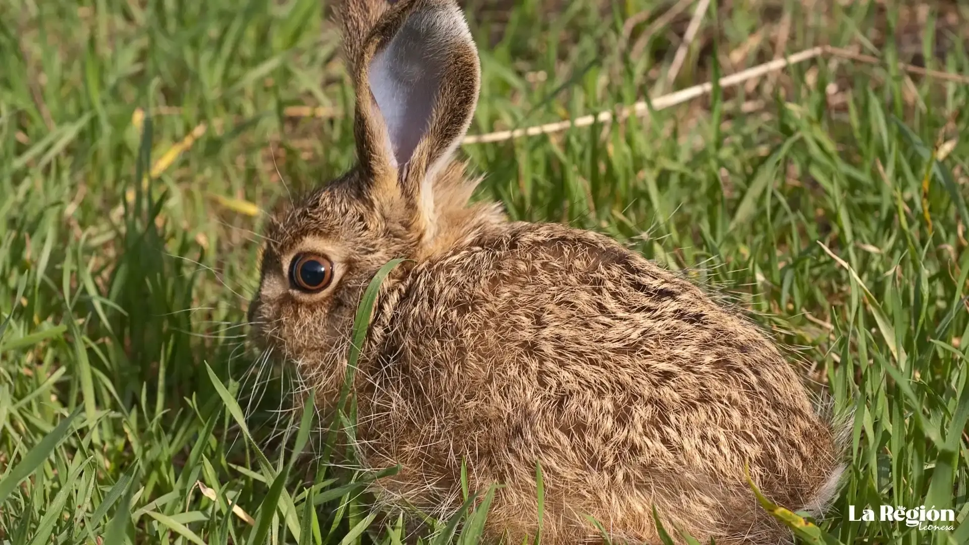 liebre-ficha-4