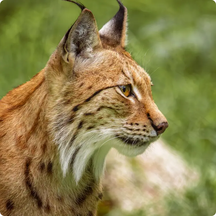 Lince Ibérico