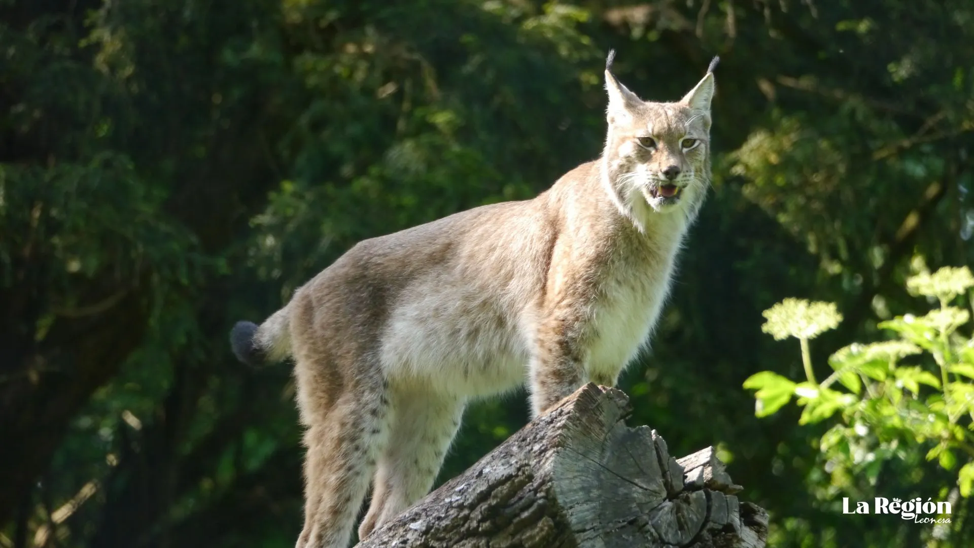 Lince Ibérico