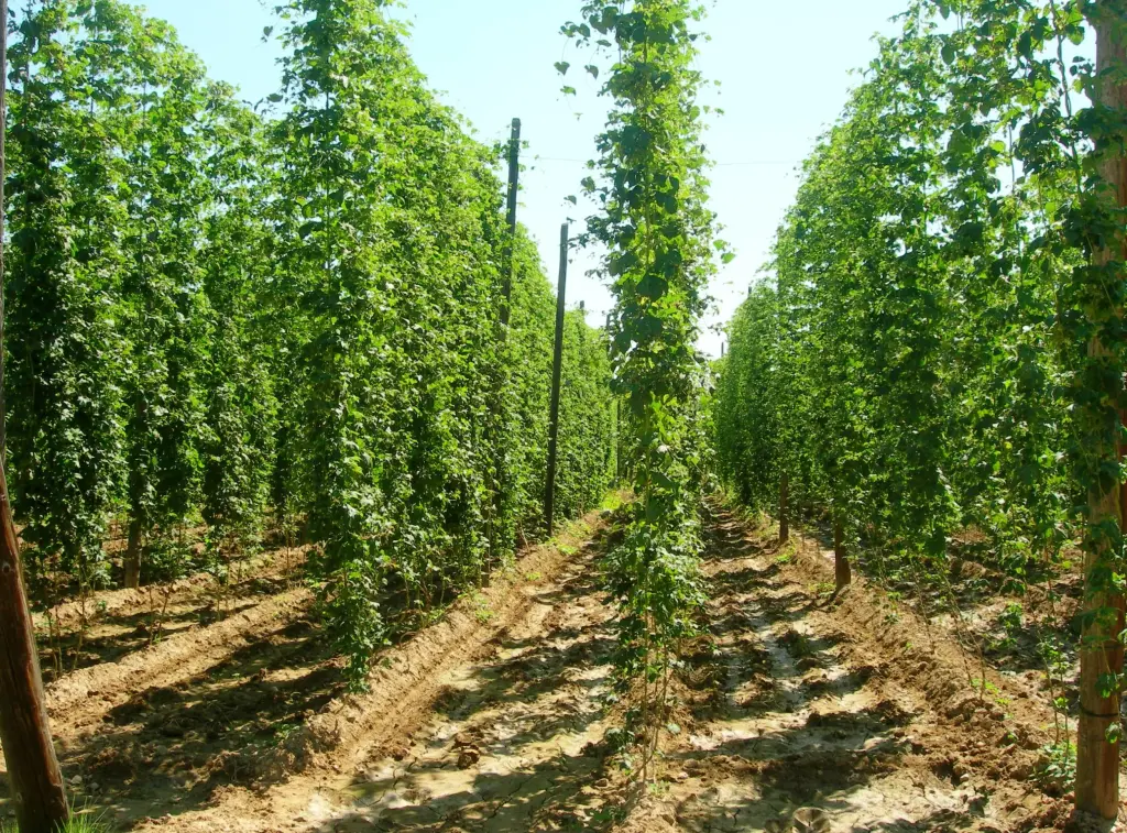 El lúpulo del Órbigo. Cultura cervecera en León