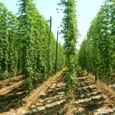 El lúpulo del Órbigo. Cultura cervecera en León