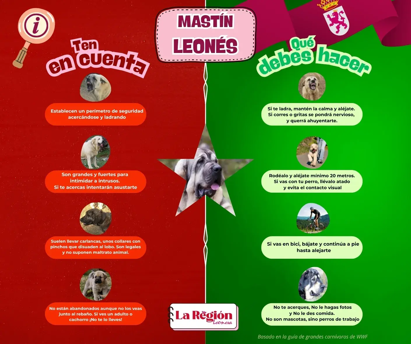 Qué hacer si te cruzas con un mastín leonés