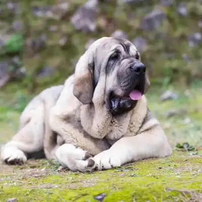 El mastín leonés en Japón