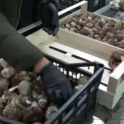 Micología en Zamora