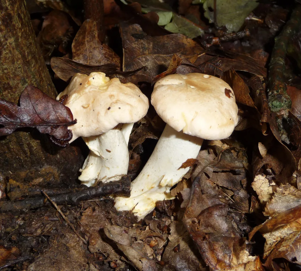 Cantharellus cibarius
