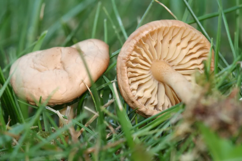 Marasmius oreades