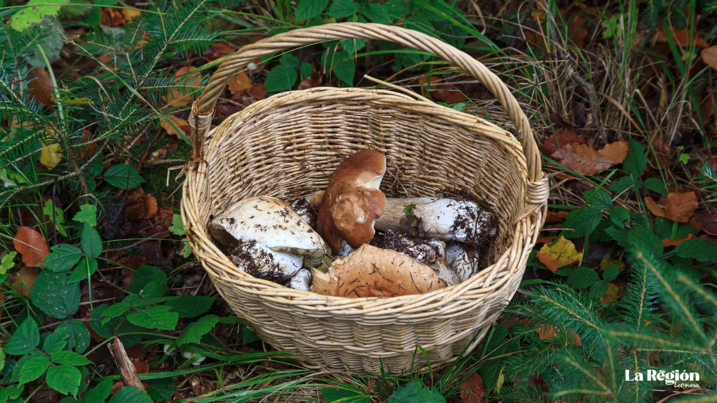 Cesta de mimbre con boletus recién recolectados
