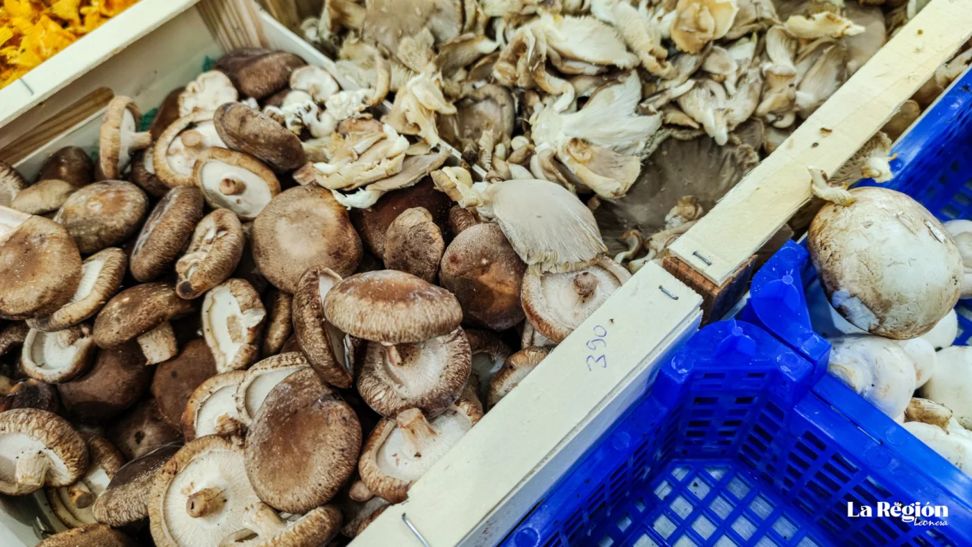 Cajas de setas a la venta en un mercado