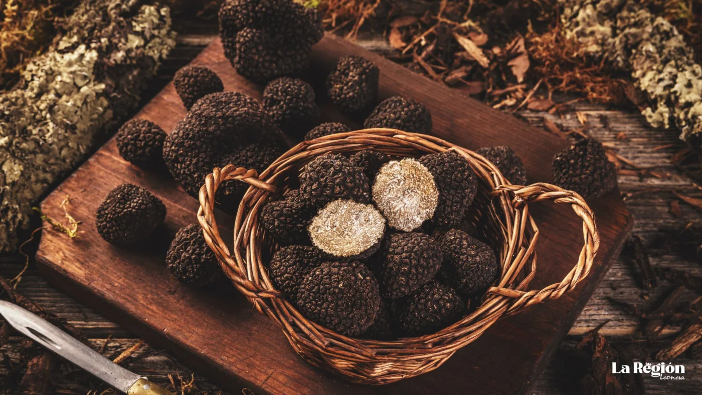 Cesta de trufas negras recién recolectadas