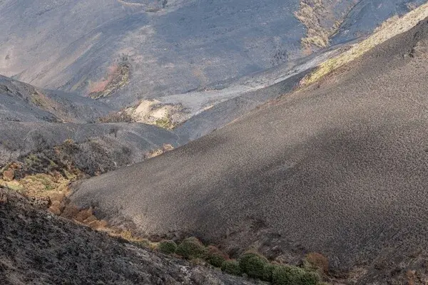 Permitir la ganadería y la caza en los montes calcinados de León es un despropósito infame