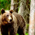 La Unión Europea cuestiona el censo de osos realizado en Castilla y León